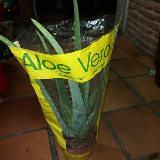 Aloe Vera