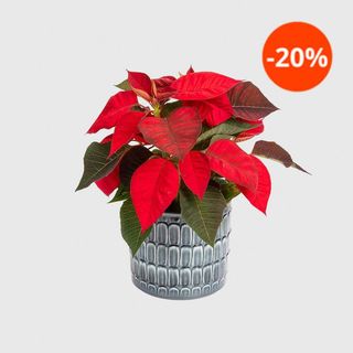 Colvin Pinch Yourself