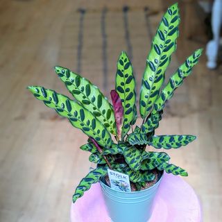 Calathea SORPRESA!