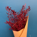 Preservado Limonium Rojo 