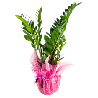 Planta Verde Natural Para Regalar