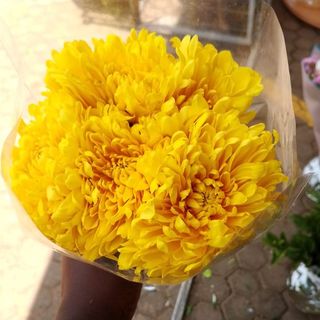 10 Stems of Yellow  Mums