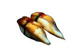 Nigiri Anguille