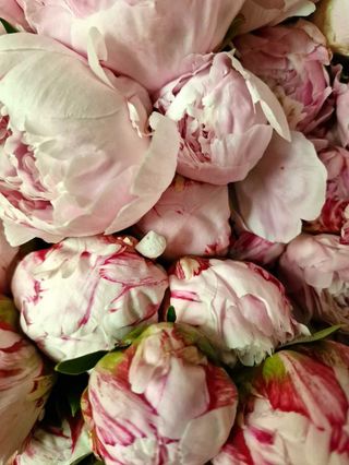 Pink Peony
