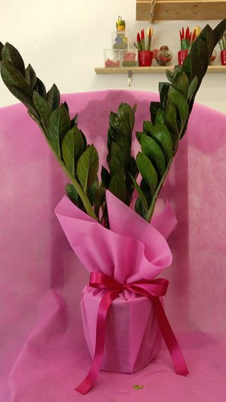 zamioculcas 