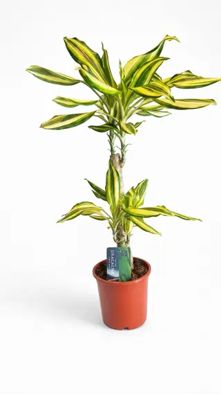 Dracaena fragrance