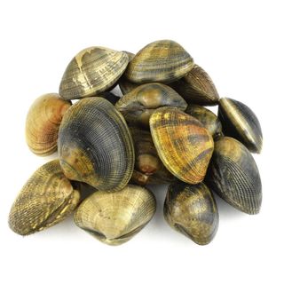 Almeja Fina Gallega (XL)