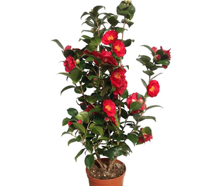 Camelia grande