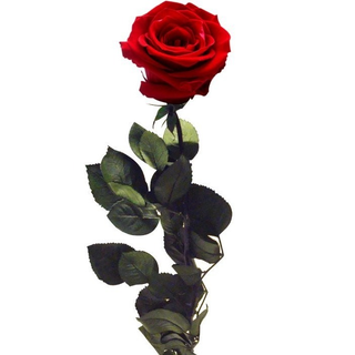 ROSA PRESERVADA TALLO LARGO