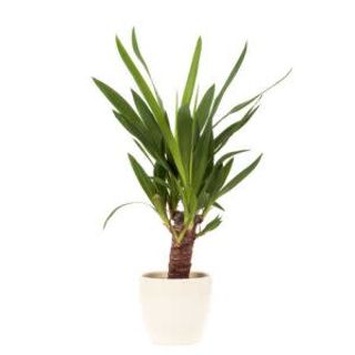 Yucca - piccola