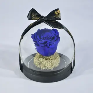 Eternelle Bleu Roi