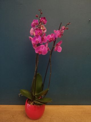 Orquídea Fucsia