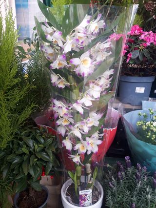 Pianta di drandrobium 