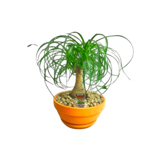 Vaso Beaucarnea | Pata de Elefante