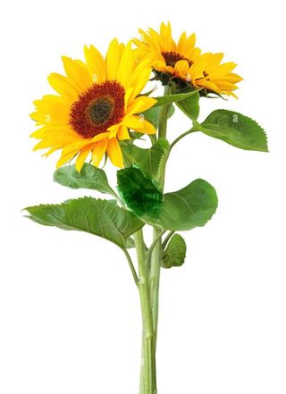 Dos girasoles y jarrón preparados 