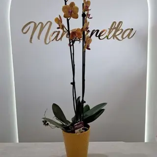 Storczyk pomarańczowy 80 cm + osłonka