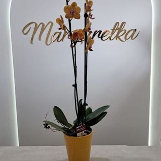 Storczyk pomarańczowy 80 cm + osłonka