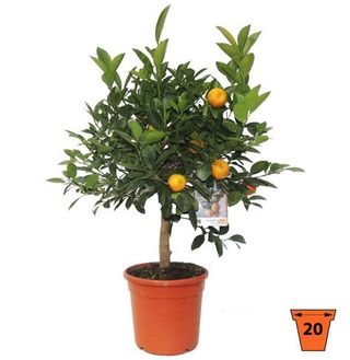 Alberello manderino cinese