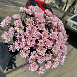 15 гілок рожевої ромашки