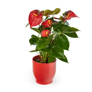 ANTURIUM COLOR ROJO