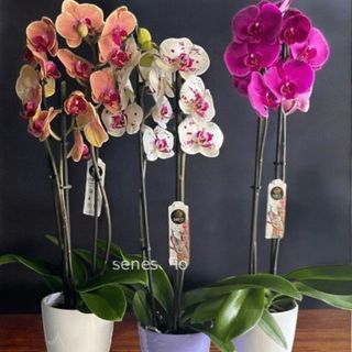  pianta Orchidea con vasetto ceramica o in pvc in base alla disponibilita'