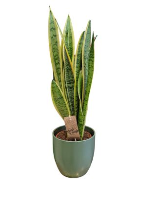 Sansevieria trifasciata “Laurentii”