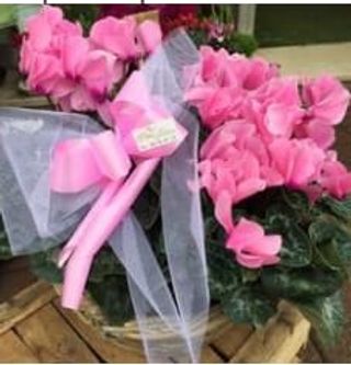 Confezione con ciclamini