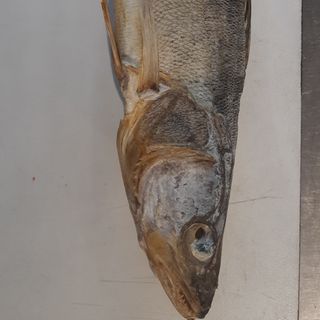 Судак (150-200г)