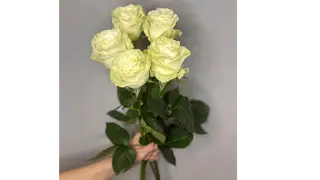 5 białych róż