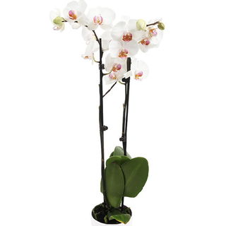 Orquídea Blanca