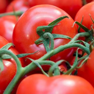 პომიდორის სალათა