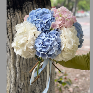 ჰოლანდიური ჰორტენზია 7 ტოტი