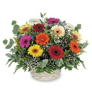 CENTRO MINI GERBERAS