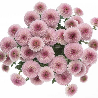  Crisantemo Santini Rosa Claro Flor Suelta (Por unidad/No es un ramo) 