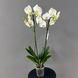 Orquídea ( Phalaenopsis ) blanca