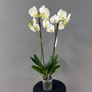 Orquídea ( Phalaenopsis ) blanca