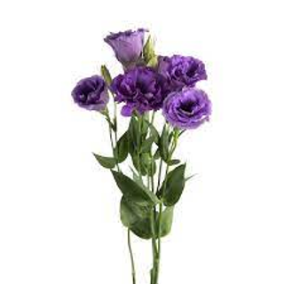 Lisianthus mov
