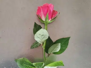 Rosa rosa