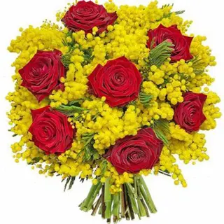 Amore e mimosa
