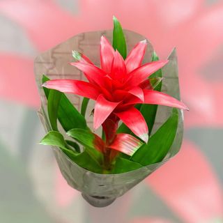 Guzmania czerwona