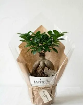 Ficus ginseng