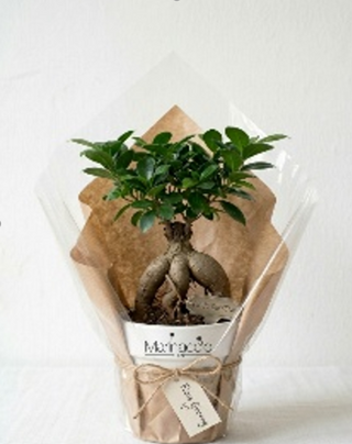 Ficus ginseng
