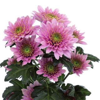 Margherita euro rosa/fuxia x stelo