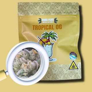 Flor Tropical OG CBD