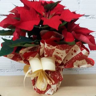 Poinsettia clásica 