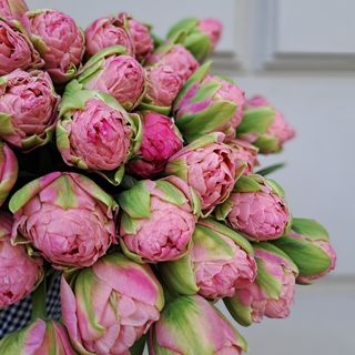 Тюльпан "Strawberry cream"