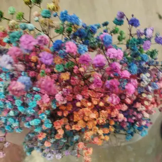 Ramo de Paniculata multicolor preservada