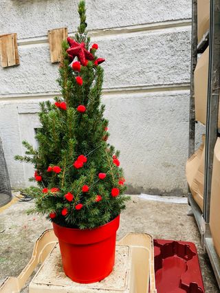 Pinus con luce.