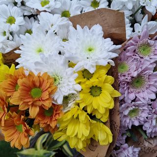 Margaritas Crisantemo Colores Variados