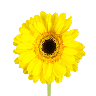  Gerbera Grande Amarilla Flor Suelta (Nos son ramos/no bouquet)